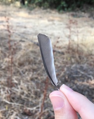 Parus major niethammeri