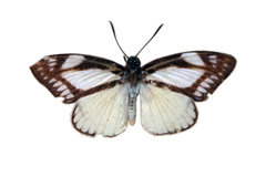 Haemonides cronis