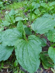 Plantago major