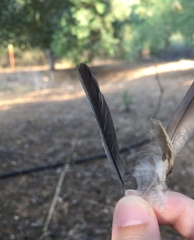 Parus major niethammeri