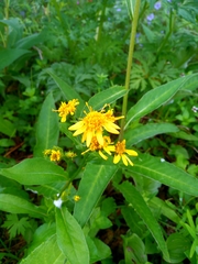 Solidago cuprea