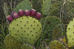 Opuntia discata