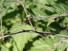 Bibio hortulanus