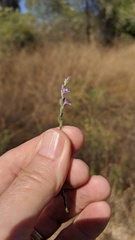 Verbena menthifolia