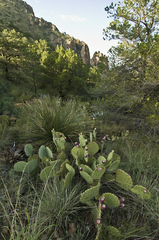 Opuntia discata