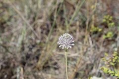 Allium guttatum
