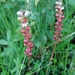 Lesser Wintergreen - Photo (c) rasanaturalist, some rights reserved (CC BY-NC), uploaded by rasanaturalist