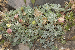 Chaenactis nevadensis