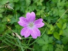 Geranium × oxonianum