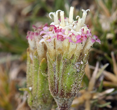 Chaenactis nevadensis