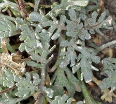 Chaenactis nevadensis