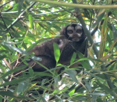 Aotus lemurinus