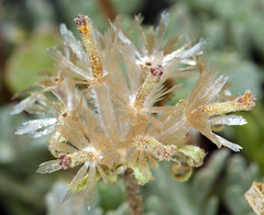 Chaenactis nevadensis