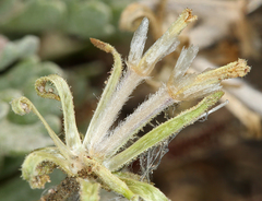 Chaenactis nevadensis