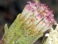 Chaenactis nevadensis