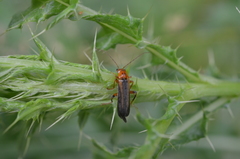 Metacantharis discoidea
