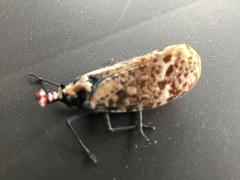 Phrictus moebiusi