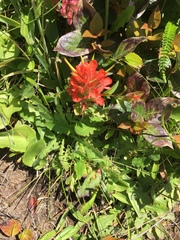 Castilleja litoralis