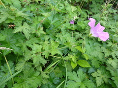 Geranium × oxonianum