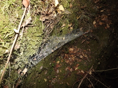 Megadictyna thilenii