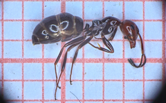 Camponotus lateralis