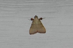 Basacallis tarachodes