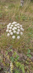 Seseli