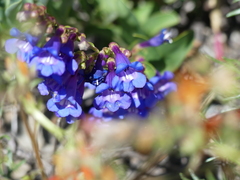 Penstemon azureus azureus