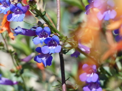 Penstemon azureus azureus