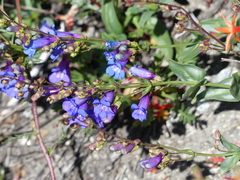 Penstemon azureus azureus