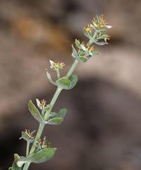 Galium grayanum grayanum