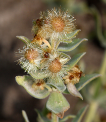 Galium grayanum grayanum