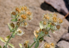 Galium grayanum grayanum
