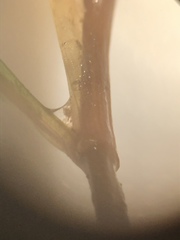 Potamogeton obtusifolius