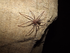 Spelungula cavernicola