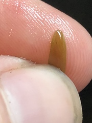 Potamogeton obtusifolius