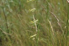 Silene chlorantha
