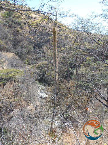 Agave convallis (Agave convallis)