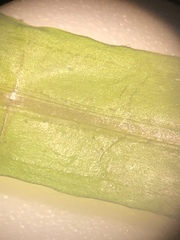 Potamogeton obtusifolius