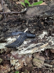 Limax cinereoniger