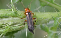 Metacantharis discoidea