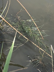 Potamogeton obtusifolius