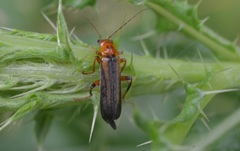 Metacantharis discoidea