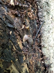 Limax cinereoniger