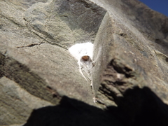 Amaurobioides