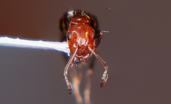 Camponotus lateralis