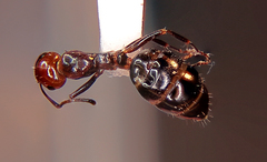 Camponotus lateralis