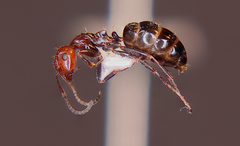Camponotus lateralis