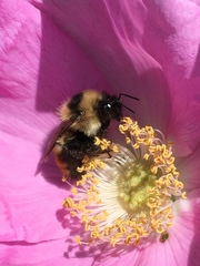 Bombus rufocinctus