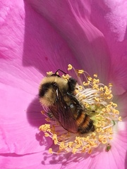 Bombus rufocinctus